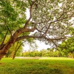 【おでかけ】ママログ遠足【かわうそ】